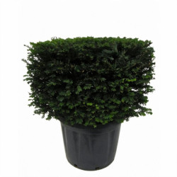 If - Taxus baccata - Topiaire en cube - 80x80cm Pot45L