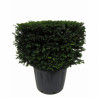 If - Taxus baccata - Topiaire en cube - 80x80cm Pot45L