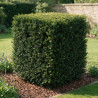 If - Taxus baccata - Topiaire en cube - 80x80cm Pot45L