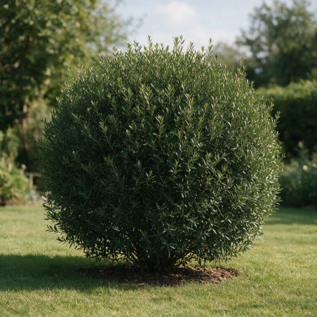 Filaire - Phillyrea angustifolia Boule Pot 25L