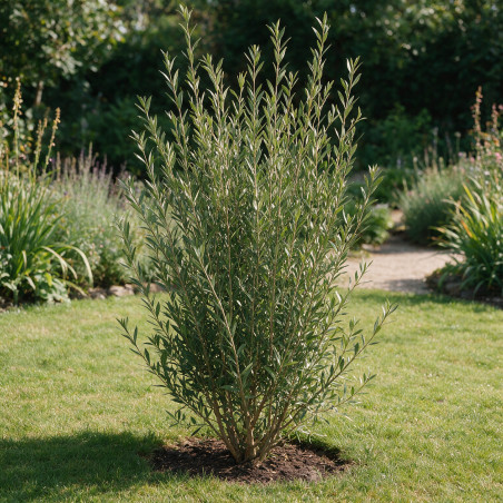 Filaire - Phillyrea angustifolia 100/120cm Pot 9L