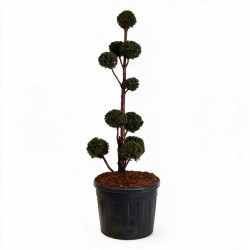 If - Taxus baccata Multiboules 150/175cm Pot 130L - Topiaire à boules
