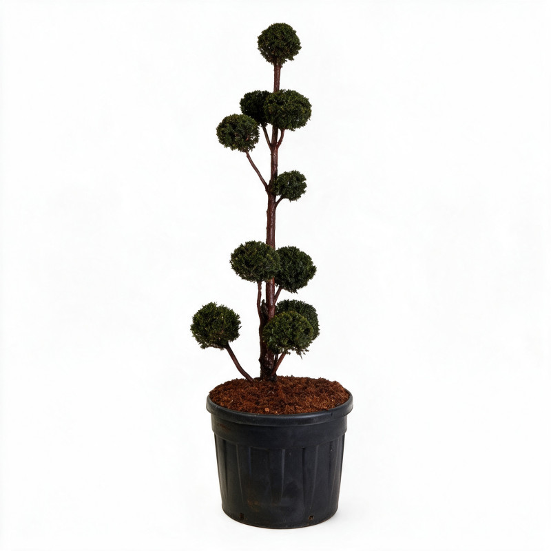 If - Taxus baccata Multiboules 150/175cm Pot 130L - Topiaire à boules