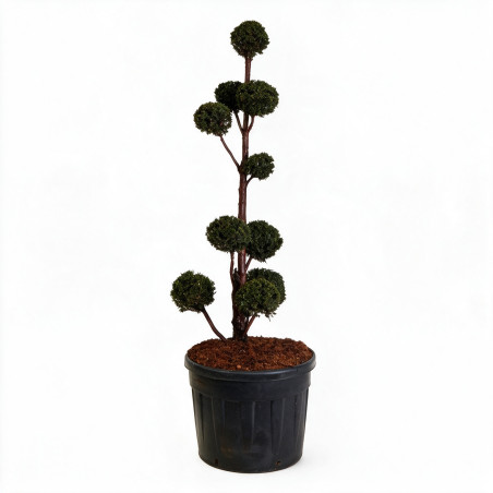 If - Taxus baccata Multiboules 150/175cm Pot 130L - Topiaire à boules
