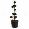 If - Taxus baccata Multiboules 150/175cm Pot 130L - Topiaire à boules