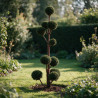 If - Taxus baccata Multiboules 150/175cm Pot 130L - Topiaire à boules