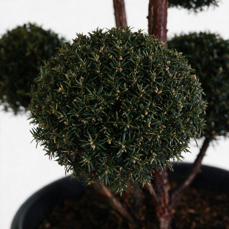 If - Taxus baccata Multiboules 150/175cm Pot 130L - Topiaire à boules