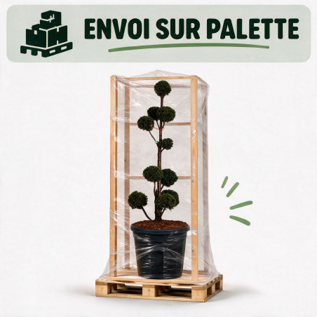 If - Taxus baccata Multiboules 150/175cm Pot 130L - Topiaire à boules