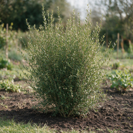 Filaire - Phillyrea angustifolia 125/145cm Pot 18L
