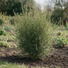 Filaire - Phillyrea angustifolia 125/145cm Pot 18L