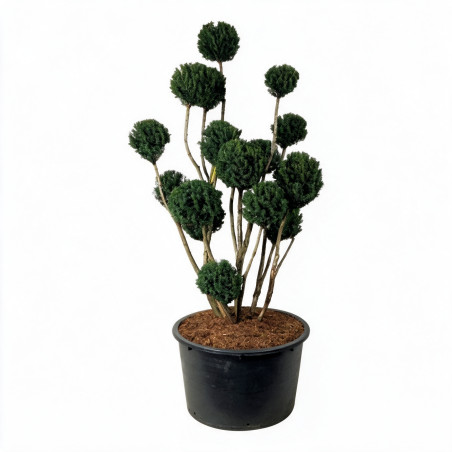 If Brownii - Taxus xmedia Brownii Bonsaï 175/200cm Pot 285L - Topiaire à boules