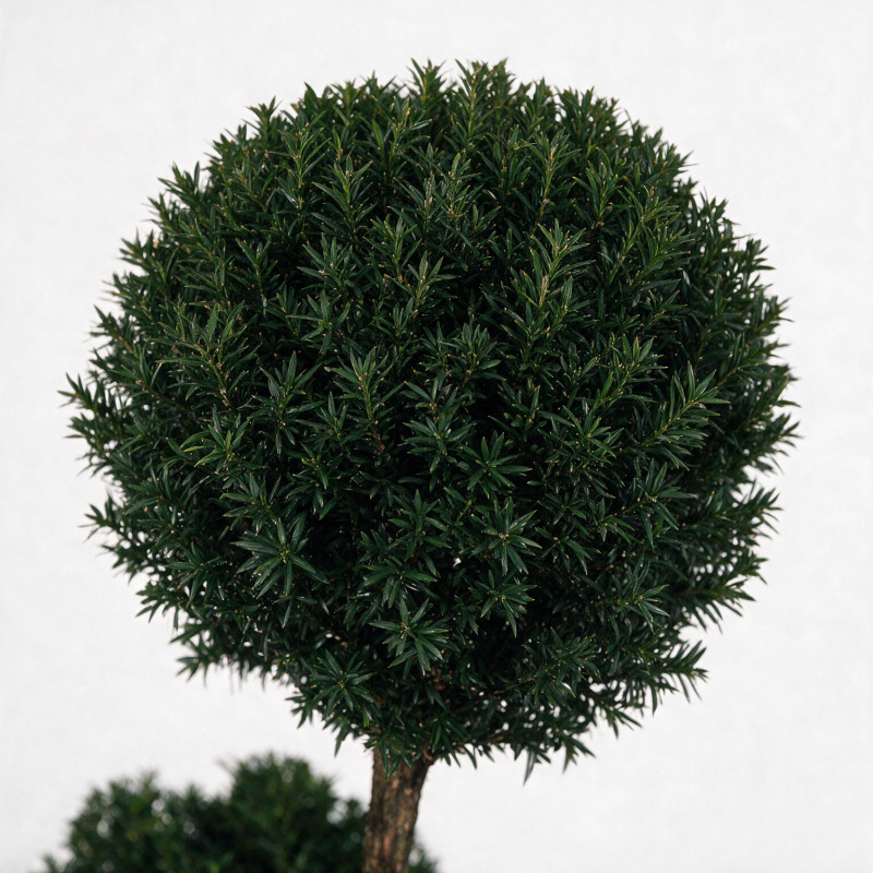 If Brownii - Taxus xmedia Brownii Bonsaï 175/200cm Pot 285L - Topiaire à boules