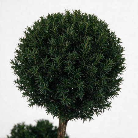 If Brownii - Taxus xmedia Brownii Bonsaï 175/200cm Pot 285L - Topiaire à boules
