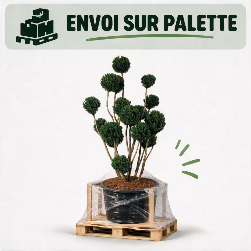 If Brownii - Taxus xmedia Brownii Bonsaï 175/200cm Pot 285L - Topiaire à boules