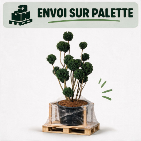 If Brownii - Taxus xmedia Brownii Bonsaï 175/200cm Pot 285L - Topiaire à boules