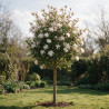Magnolia étoilé Rosea - Magnolia stellata Rosea Tige 120cm 160cm Pot 55L