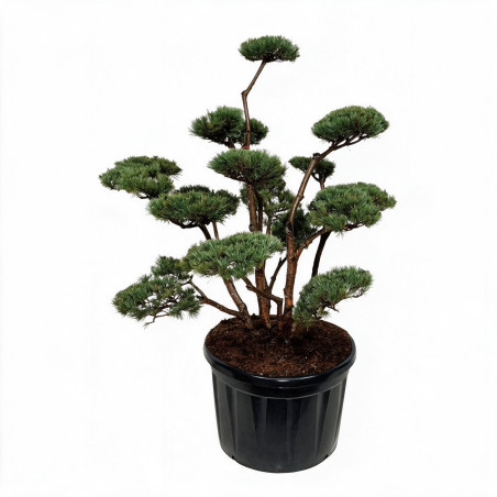 Pin sylvestre Watereri - Pinus sylvestris Watereri Bonsaï 150/175cm Pot 230L