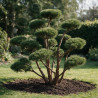 Pin sylvestre Watereri - Pinus sylvestris Watereri Bonsaï 150/175cm Pot 230L