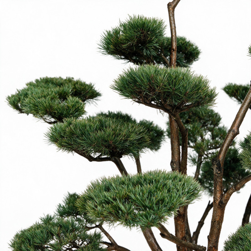 Pin sylvestre Watereri - Pinus sylvestris Watereri Bonsaï 150/175cm Pot 230L