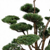 Pin sylvestre Watereri - Pinus sylvestris Watereri Bonsaï 150/175cm Pot 230L