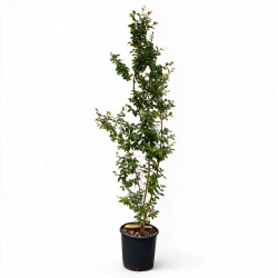 Lilas des Indes Rouge- Lagerstroemia indica 150/170cm Pot 18L