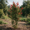Lilas des Indes Rouge- Lagerstroemia indica 150/170cm Pot 18L