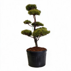 Pin sylvestre - Pinus sylvestris Bonsaï 150/175cm Pot 180L