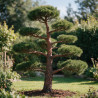 Pin sylvestre - Pinus sylvestris Bonsaï 150/175cm Pot 180L