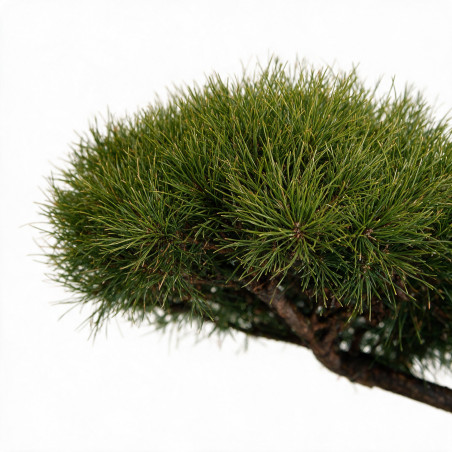 Pin sylvestre - Pinus sylvestris Bonsaï 150/175cm Pot 180L