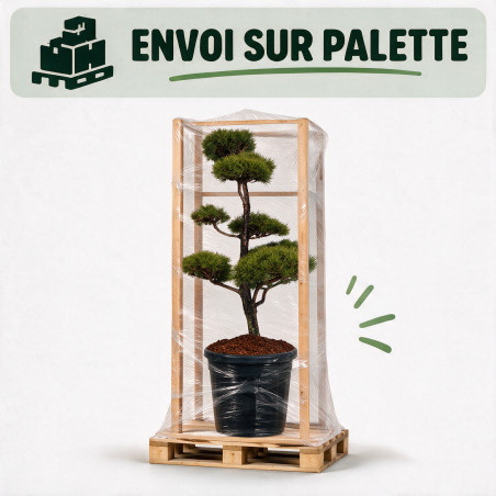 Pin sylvestre - Pinus sylvestris Bonsaï 150/175cm Pot 180L