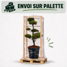 Pin sylvestre - Pinus sylvestris Bonsaï 150/175cm Pot 180L