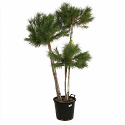 Pin parasol - Pinus pinea 3 boules 150/170cm Pot 35L