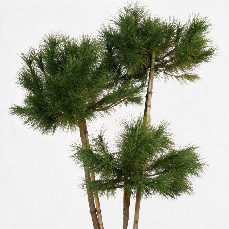 Pin parasol - Pinus pinea 3 boules 150/170cm Pot 35L