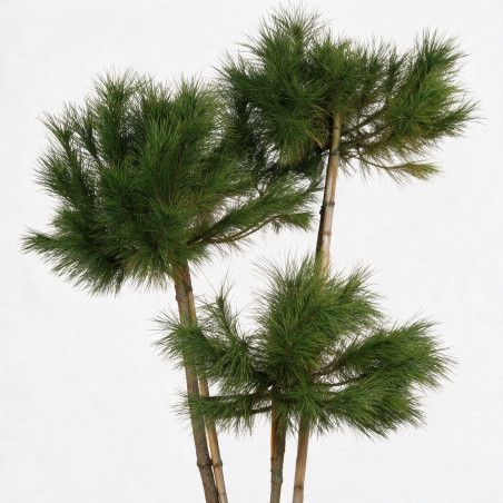Pin parasol - Pinus pinea 3 boules 150/170cm Pot 35L