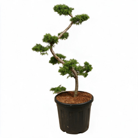 Mélèze - Larix kaempferi Bonsaï 125/145cm Pot 55L