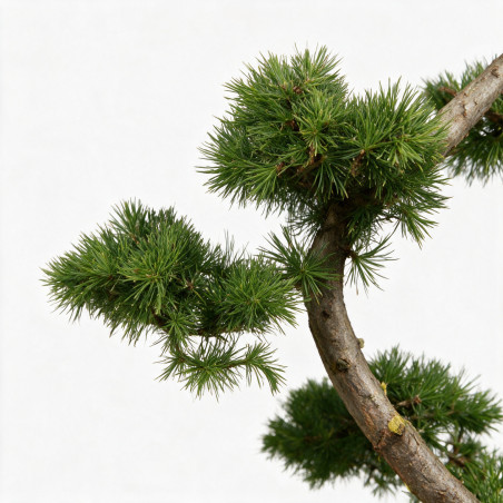 Mélèze - Larix kaempferi Bonsaï 125/145cm Pot 55L