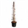 Mélèze - Larix kaempferi Pyramide 175/200cm Pot 90L