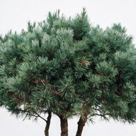 Pin sylvestre Watereri - Pinus sylvestris Watereri 150/170cm Pot 285L
