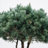 Pin sylvestre Watereri - Pinus sylvestris Watereri 150/170cm Pot 285L