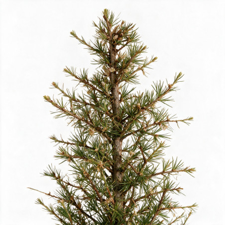 Mélèze - Larix kaempferi Pyramide 175/200cm Pot 90L