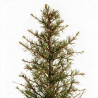 Mélèze - Larix kaempferi Pyramide 175/200cm Pot 90L