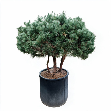 Pin sylvestre Watereri - Pinus sylvestris Watereri 150/170cm Pot 285L