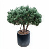 Pin sylvestre Watereri - Pinus sylvestris Watereri 150/170cm Pot 285L