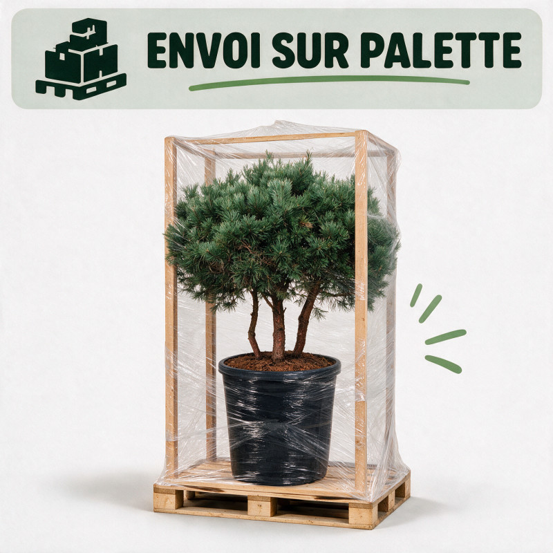 Pin sylvestre Watereri - Pinus sylvestris Watereri 150/170cm Pot 285L