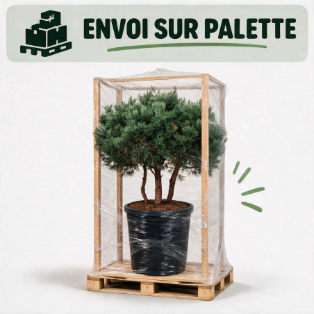 Pin sylvestre Watereri - Pinus sylvestris Watereri 150/170cm Pot 285L