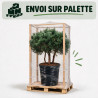 Pin sylvestre Watereri - Pinus sylvestris Watereri 150/170cm Pot 285L