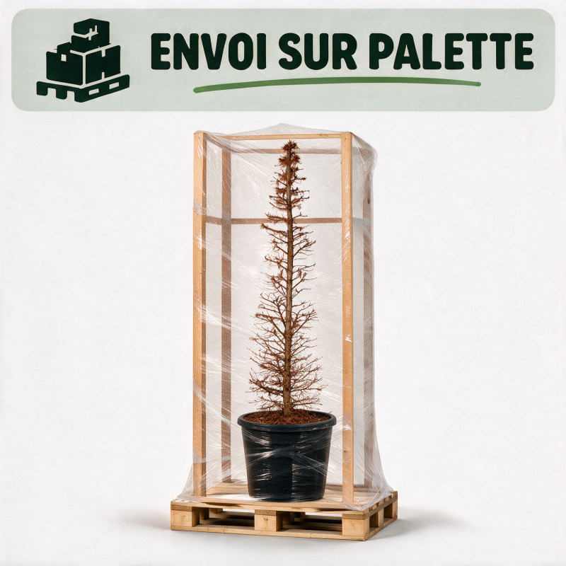 Mélèze - Larix kaempferi Pyramide 175/200cm Pot 90L