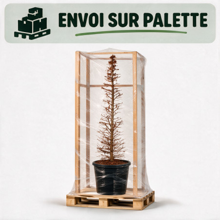 Mélèze - Larix kaempferi Pyramide 175/200cm Pot 90L