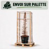 Mélèze - Larix kaempferi Pyramide 175/200cm Pot 90L