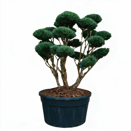 Pin sylvestre Watereri - Pinus sylvestris Watereri Bonsaï 125/150cm Pot 500L